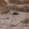 Drop hrivnaty - Chlamydotis undulata - Houbara Bustard o1921